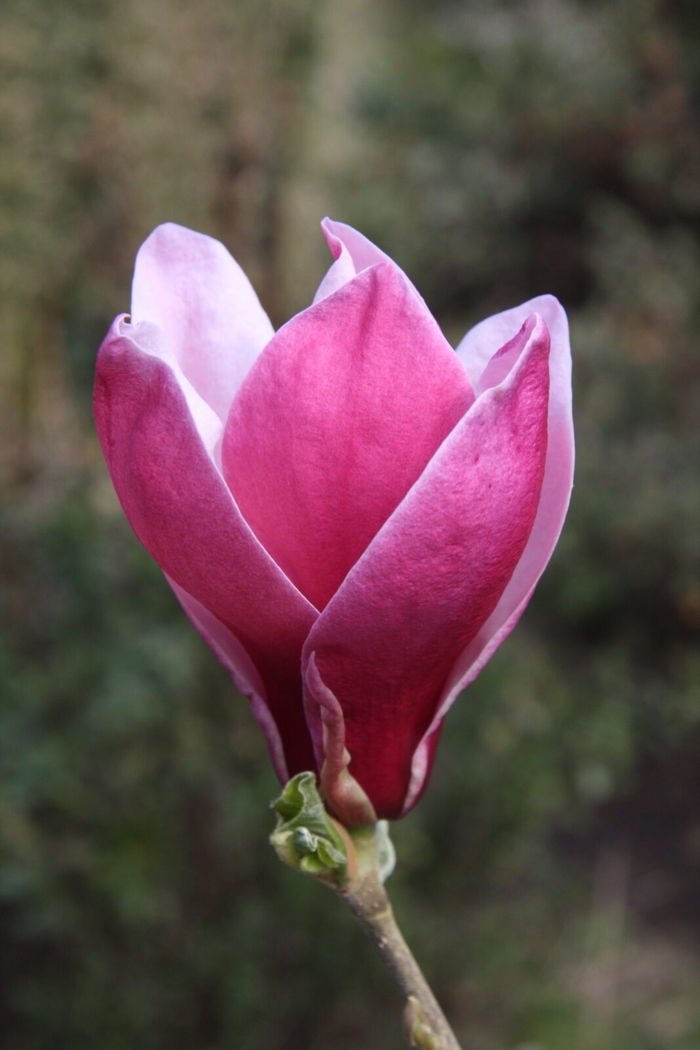 March Til Frost Magnolia - Magnolia x 'March Til Frost' from EC Browns Nursery