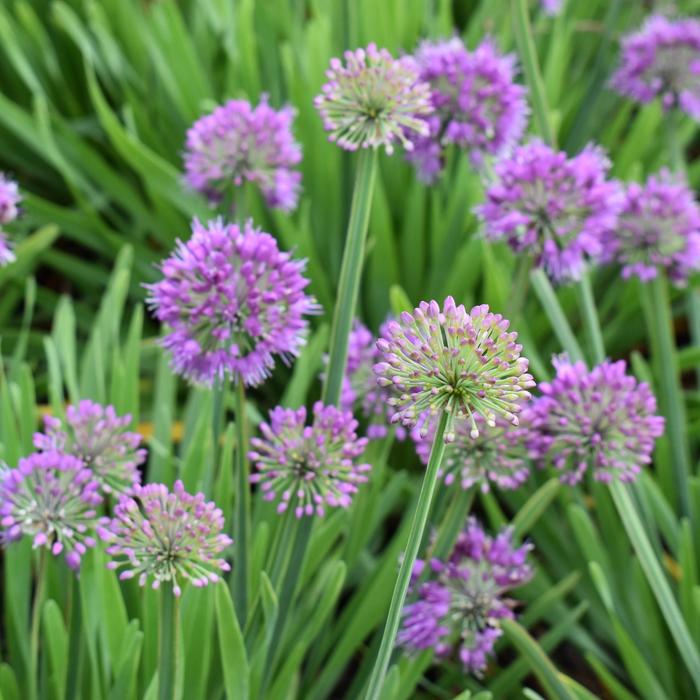 'Lavender Bubbles' Ornamental Onion - Allium from EC Browns Nursery