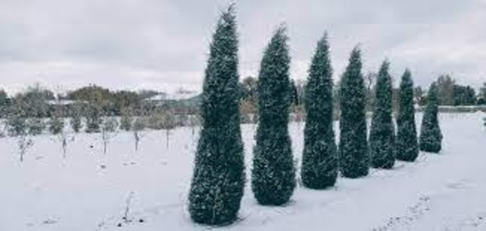 'Woodward' Juniper - Juniperus scopulorum 'Woodward' from EC Browns Nursery