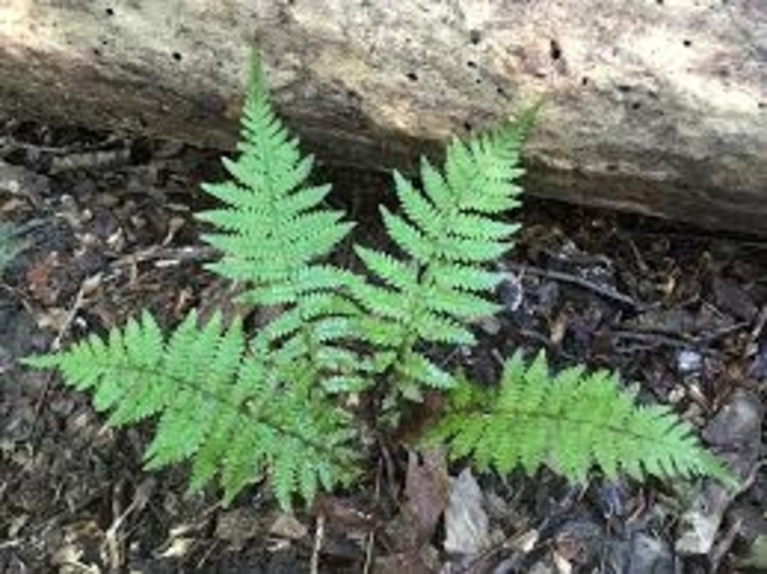 New York Fern - Thelypteris novaboracensis from EC Browns Nursery