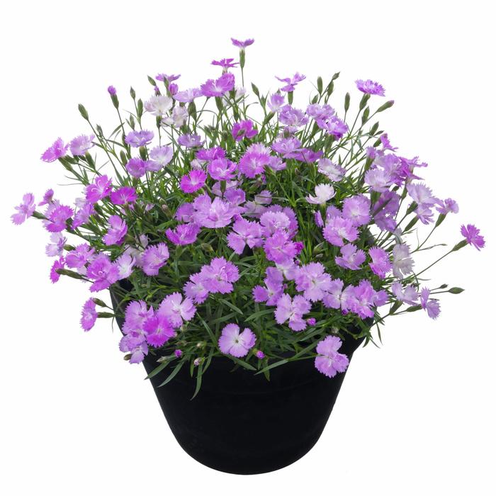 Beauties&reg; 'Vida' - Dianthus x from EC Browns Nursery