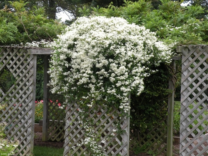 Old Mans Beard - Clematis virginiana from EC Browns Nursery