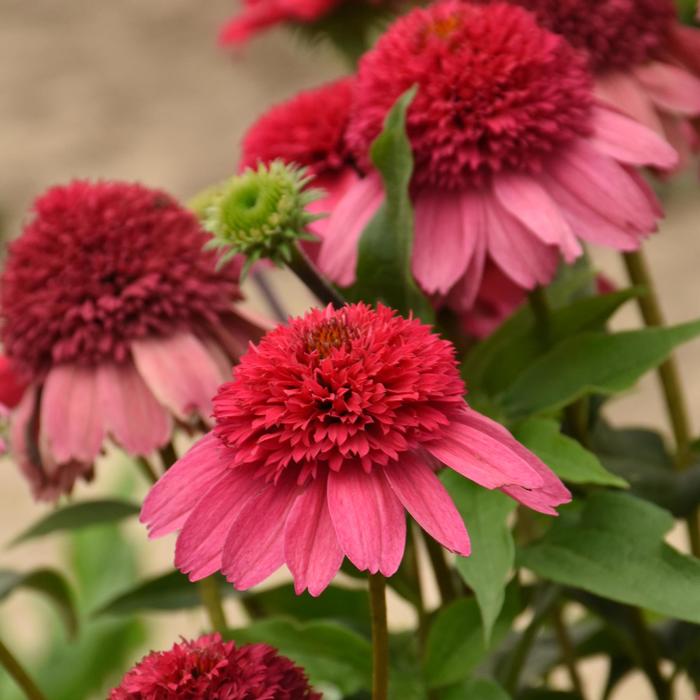 Double Dipped&trade; 'Watermelon Sugar' - Echinacea (Coneflower) from EC Browns Nursery