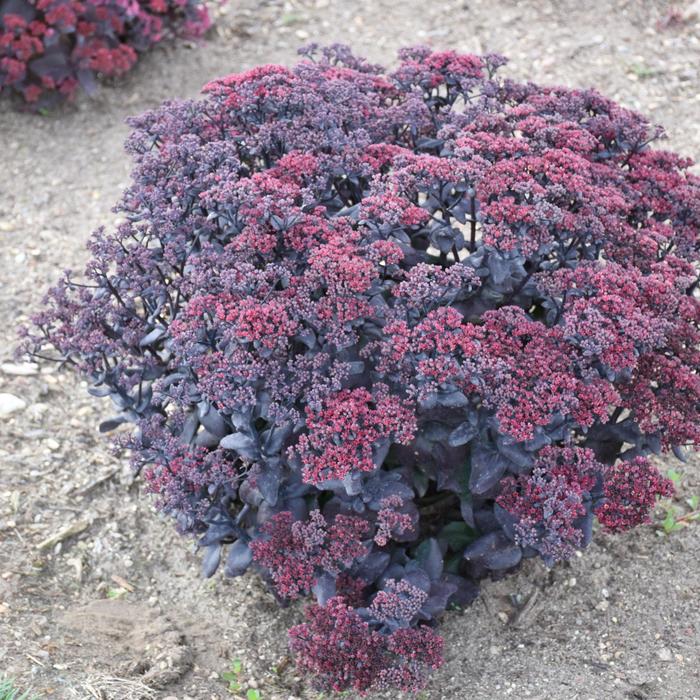'After Dark' Stonecrop - Sedum telephium from EC Browns Nursery