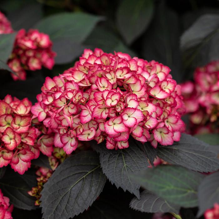 Eclipse&reg; Bigleaf Hydrangea - Hydrangea macrophylla from EC Browns Nursery