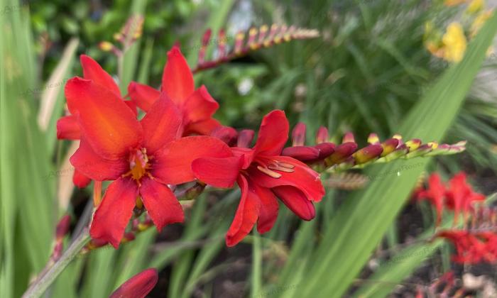 'Diablito' Montbretia - Crocosmia from EC Browns Nursery