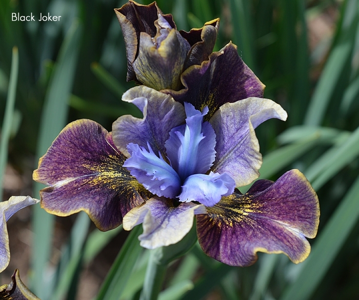 Peacock Butterfly&reg; 'Black Joker' - Iris sibirica (Siberian Iris) from EC Browns Nursery