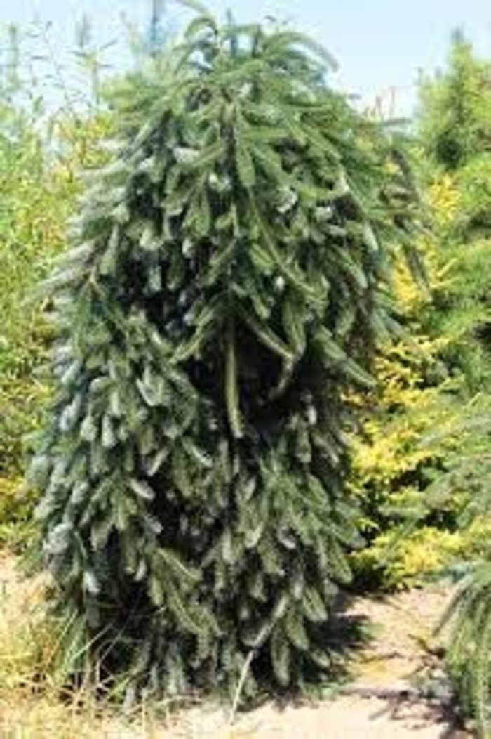 Green Spiral Silver Fir - Abies alba 'Green Spiral' (Silver Fir) from EC Browns Nursery