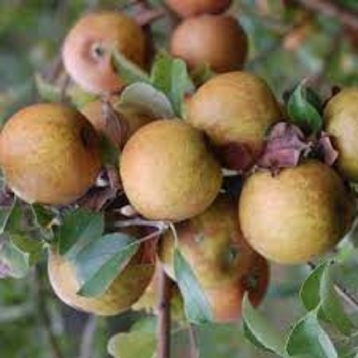 Golden Russett Apple - Apple 'Golden Russett' from EC Browns Nursery