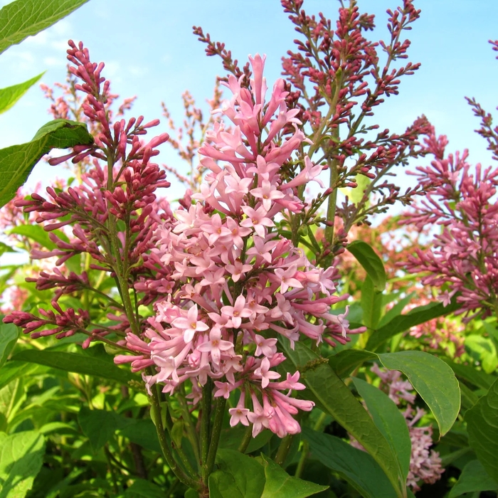 Lilac - Syringa x prestoniae 'James MacFarlane' from E.C. Brown's Nursery