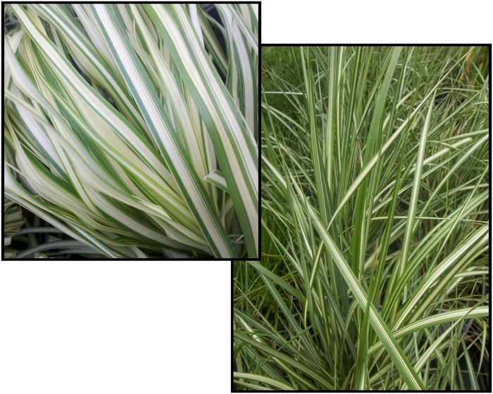 Multiple Varieties Assorted, Reed Grass - Calamagrostis 'Multiple Varieties' (Assorted, Reed Grass) from EC Browns Nursery