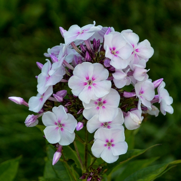Party Girl Garden Phlox - Phlox pan. GARDEN GIRLS 'Party Girl' from EC Browns Nursery