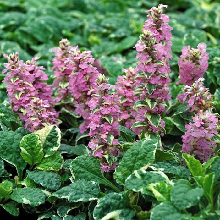 Pink Lightning Bugleweed - Ajuga reptans 'Pink Lightning' from EC Browns Nursery