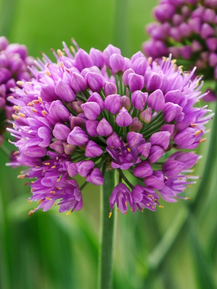 Little Sapphire Ornamental Onion - Allium 'Little Sapphire' from EC Browns Nursery