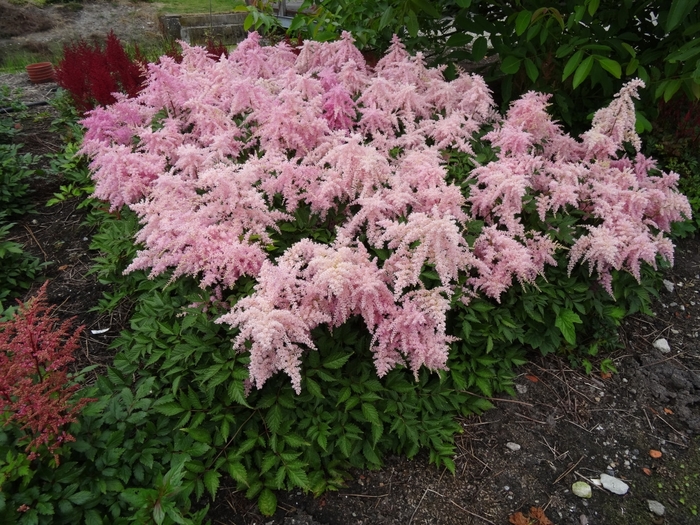 Fireworks Pink Astilbe - Astilbe ch. 'Fireworks Pink'' from EC Browns Nursery