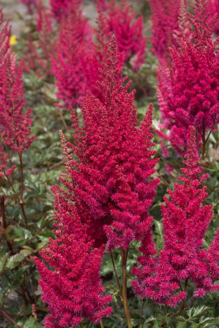 Lowlands Ruby Red Astilbe - Astilbe ch. 'Lowlands Ruby Red' from EC Browns Nursery
