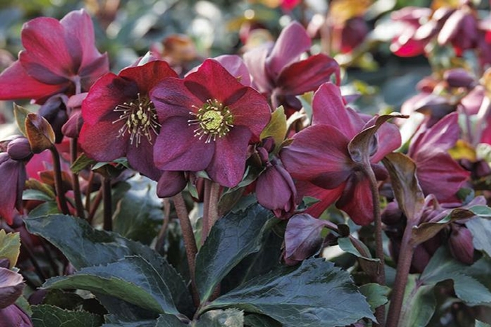 Ice N' Roses Hellebore - Helleborus x 'Ice N' T Roses' from EC Browns Nursery