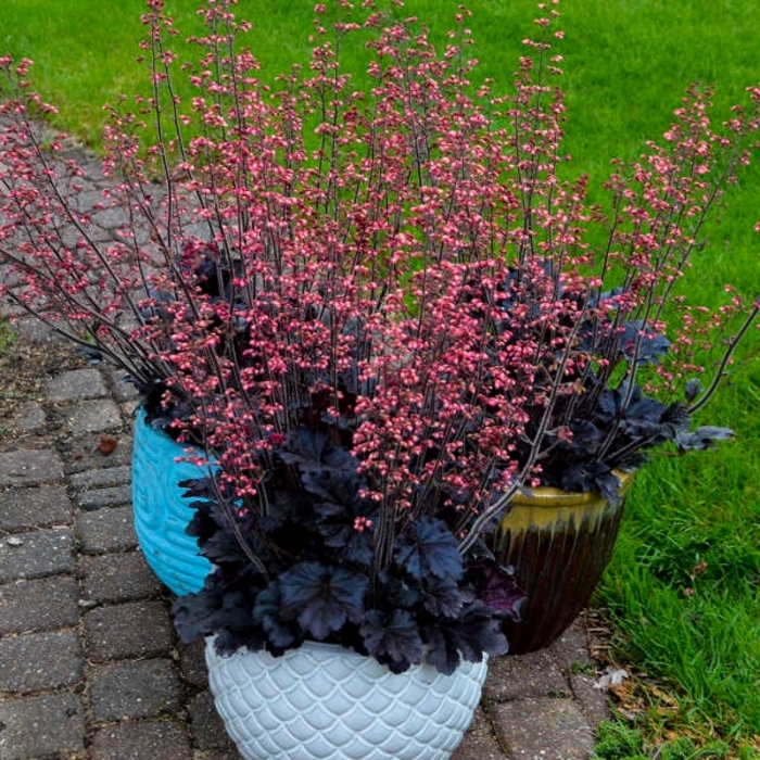 Timeless Night Coral Bells - Heuchera x 'Timeless Night' from EC Browns Nursery
