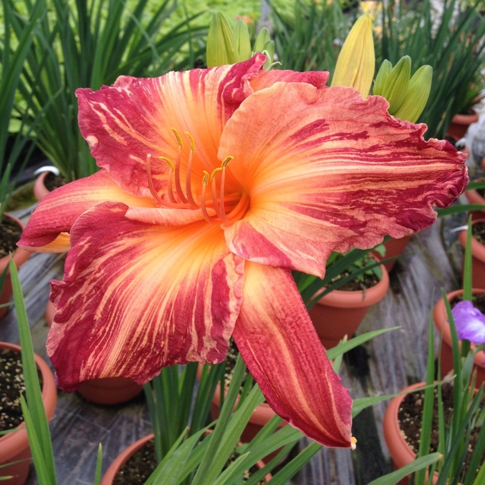 Pink Hybrid Daylily - Hemerocallis from EC Browns Nursery