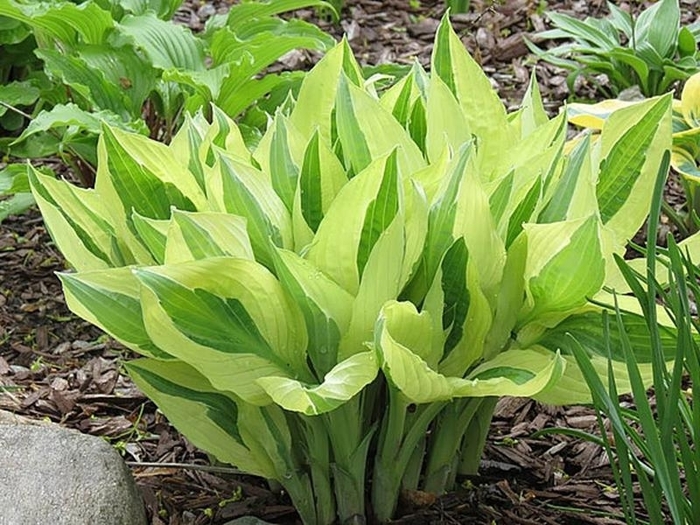 Yellow Polka Bikini Hosta - Hosta x 'Yellow Polka Bikini' from EC Browns Nursery