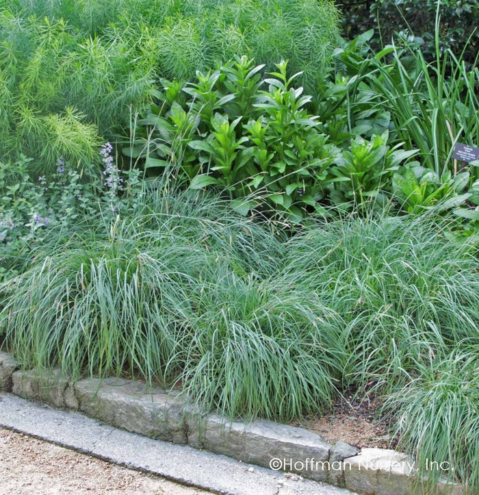 Blue Zinger Sedge - Carex flacca 'Blue Zinger' from EC Browns Nursery