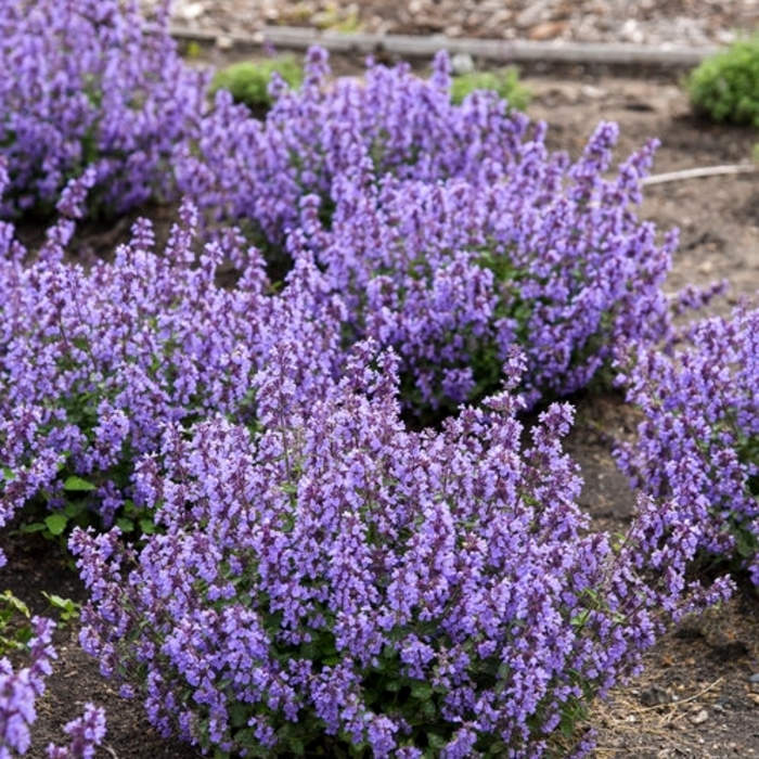 'Blue Wonder' Catmint - Nepeta racemosa from EC Browns Nursery