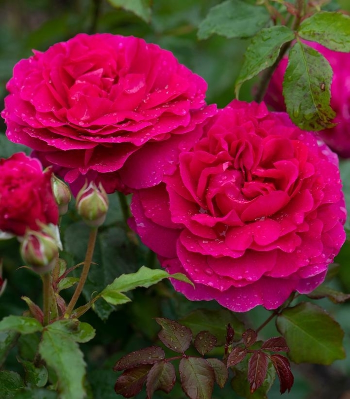 Gabriel Oak Rose - Rosa DAVID AUSTIN 'Gabriel Oak' from EC Browns Nursery