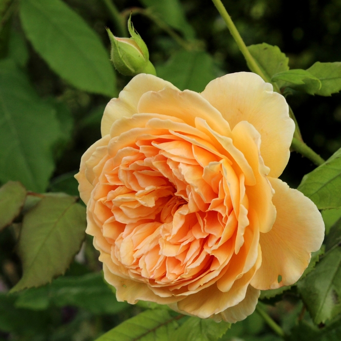 Crown Princess Marageta Rose - Rosa DAVID AUSTIN 'Crown Princess Margareta' from EC Browns Nursery