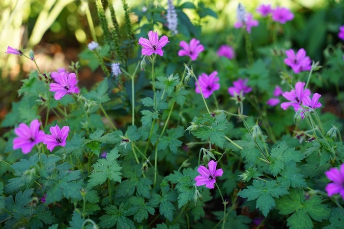 Elworthy Eyecatcher Cranesbill - Geranium x 'Elworthy Eyecatcher' from EC Browns Nursery