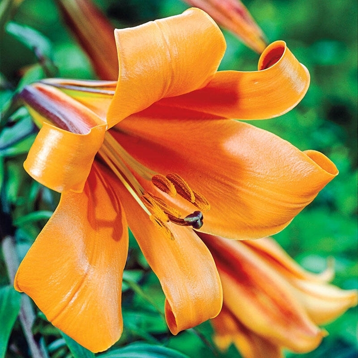 African Queen Lily - Lilium aurelian 'African Queen' from EC Browns Nursery