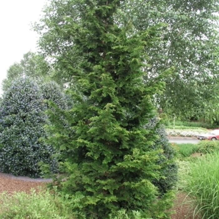 Atlantic White cedar - Chamaecyparis thyoides 'Glauca' from EC Browns Nursery