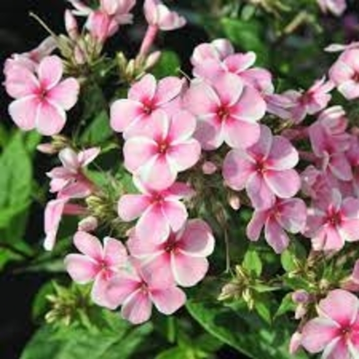 'Early Pink' Garden Phlox - Phlox paniculata from EC Browns Nursery