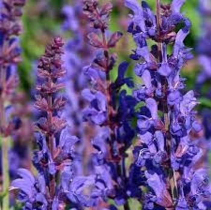 'Dark Matter' Meadow Sage - Salvia nemorosa 'Dark Matter' from EC Browns Nursery