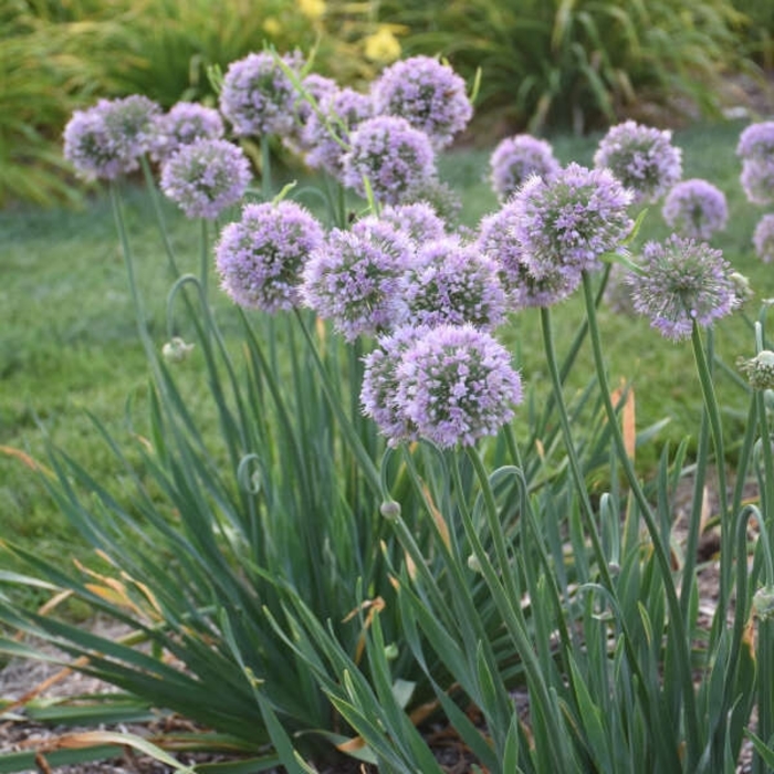 'Bubble Bath' Ornamental Onion - Allium 'Bubble Bath' from EC Browns Nursery