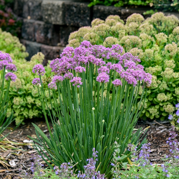 'Pincushion' Ornamental Onion - Allium 'Pincushion' from EC Browns Nursery