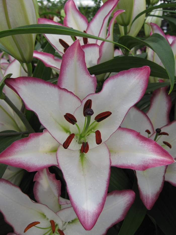 'The Edge' Oriental Lily - Lilium from EC Browns Nursery
