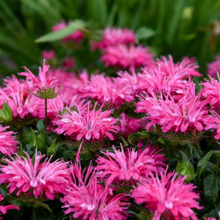 'Electric Neon Coral' Bee Balm - Monarda from EC Browns Nursery