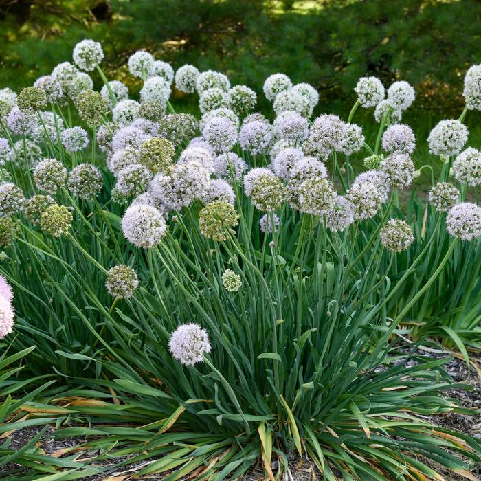 'Bobblehead' Ornamental Onion - Allium x from EC Browns Nursery