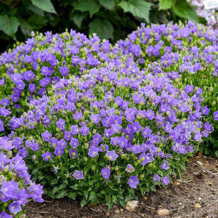 Mini Marvels&trade; 'Midnight - Campanula carpatica (Carpathian Bellflower) from EC Browns Nursery