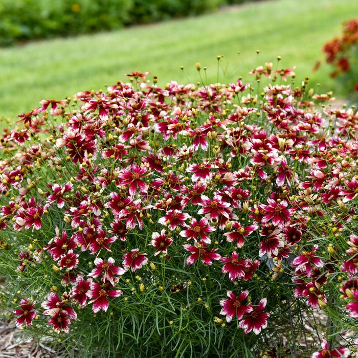 Designer Threads&trade; 'Heartstrings' - Coreopsis verticillata (Threadleaf Coreopsis) from EC Browns Nursery