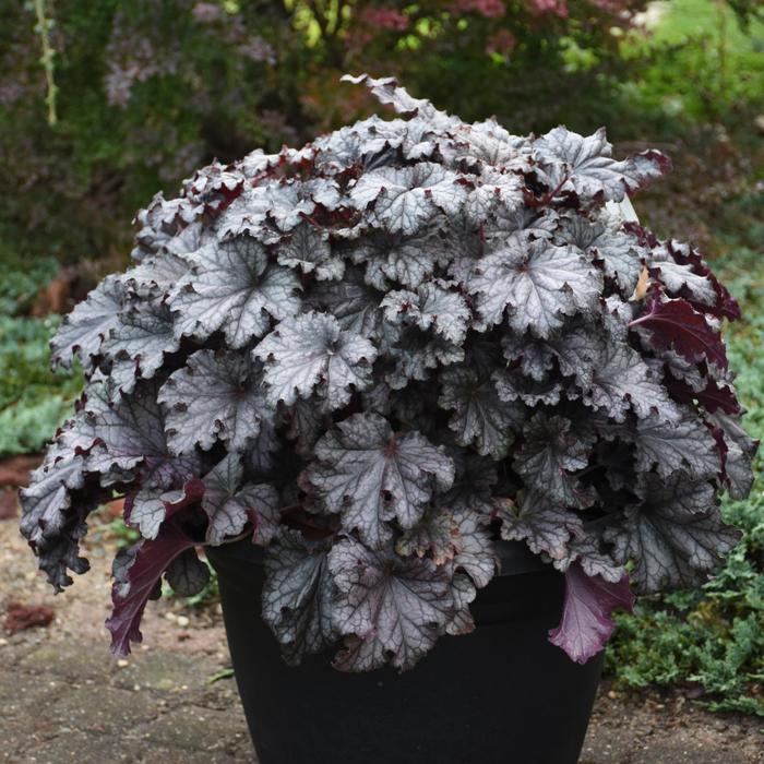 Dressed Up&trade; 'Prom Dress' - Heuchera (Coral Bells) from EC Browns Nursery
