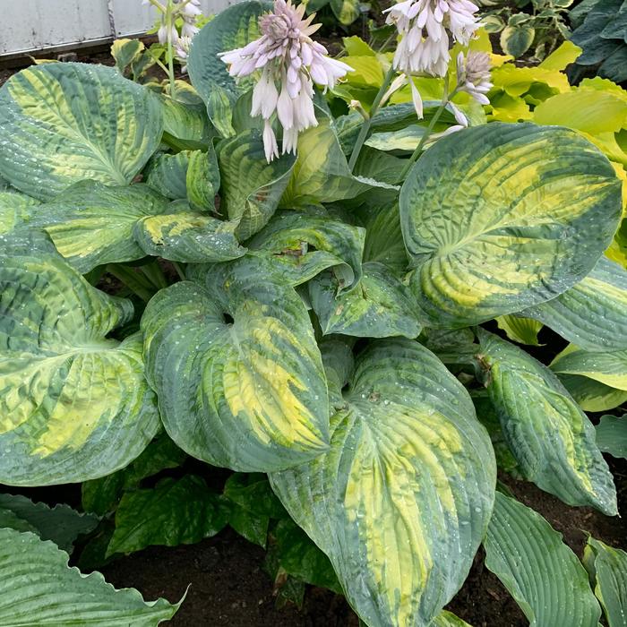 Shadowland&reg; 'Sound of Music' Plantain Lily - Hosta from EC Browns Nursery
