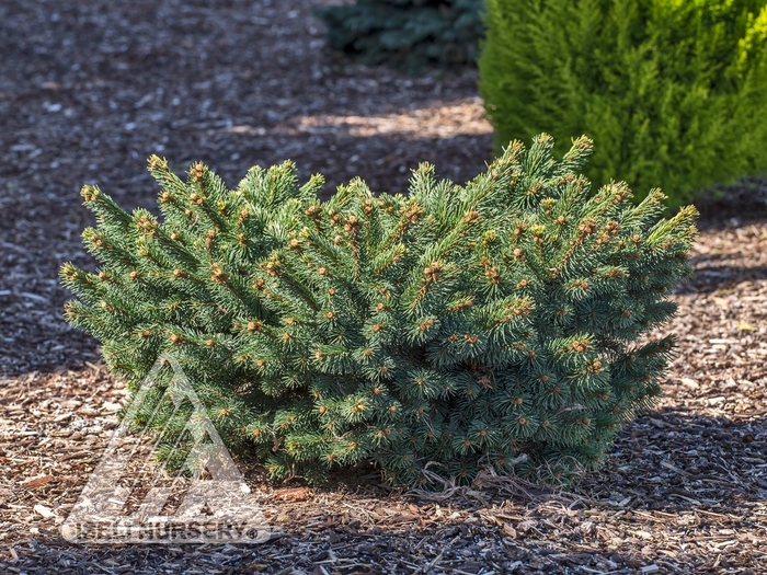 Calvary Spruce - Picea abies 'Calvary' from EC Browns Nursery