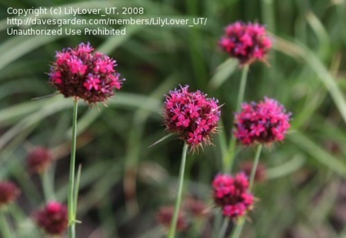 Dwarf Pineleaf Garden Pink - Dianthus pinifolius from EC Browns Nursery