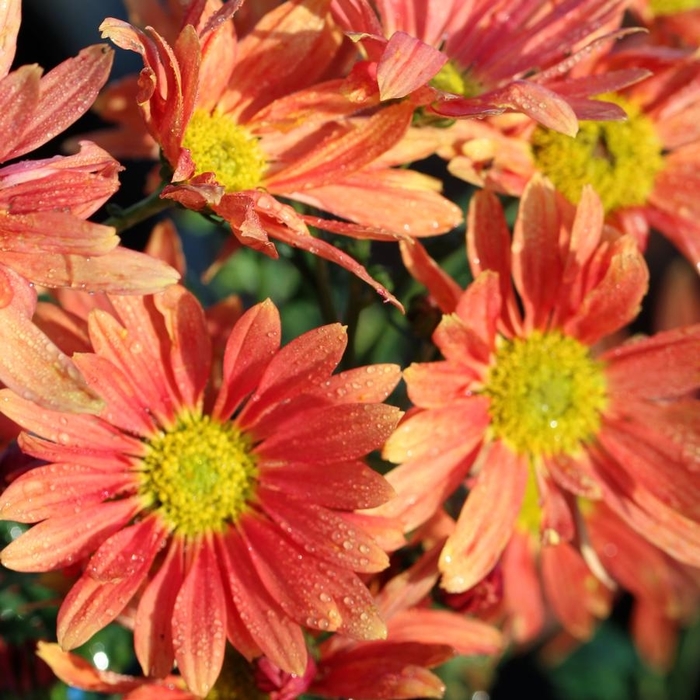 Campfire Glow Late Mum - Dendranthemum x 'Campfire Glow' from EC Browns Nursery