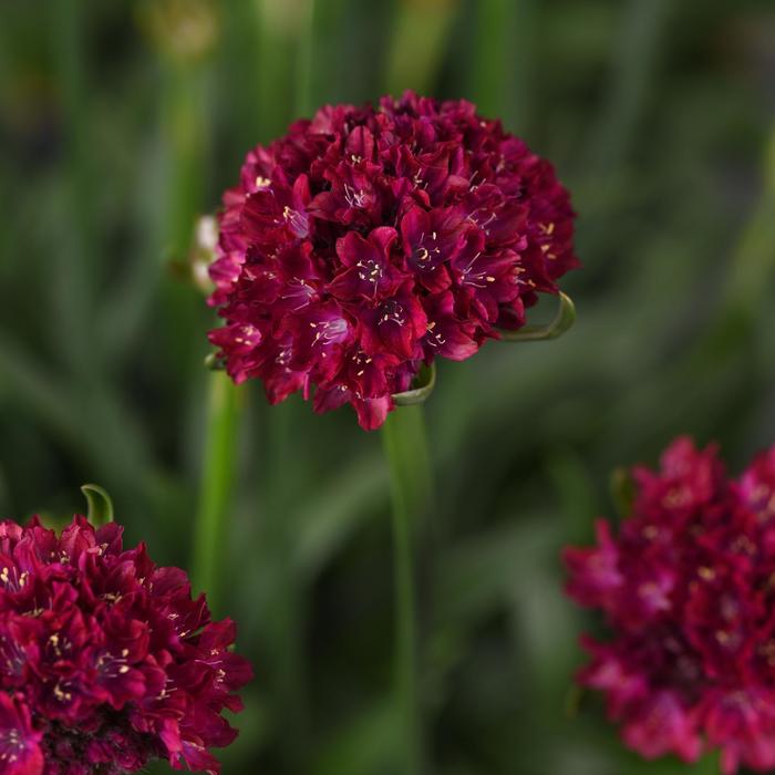 Dreameria&trade; 'Hypnotic Dreams' - Armeria pseudarmeria (Thrift, Sea Pinks) from EC Browns Nursery