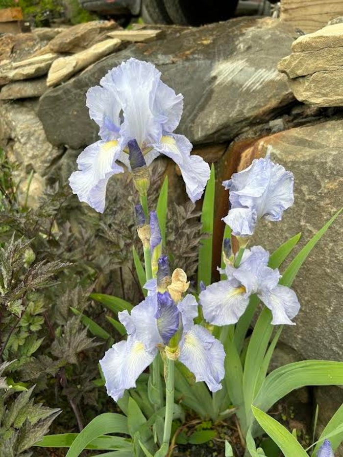 Pale Blue Bearded Iris - Iris Germanica from EC Browns Nursery