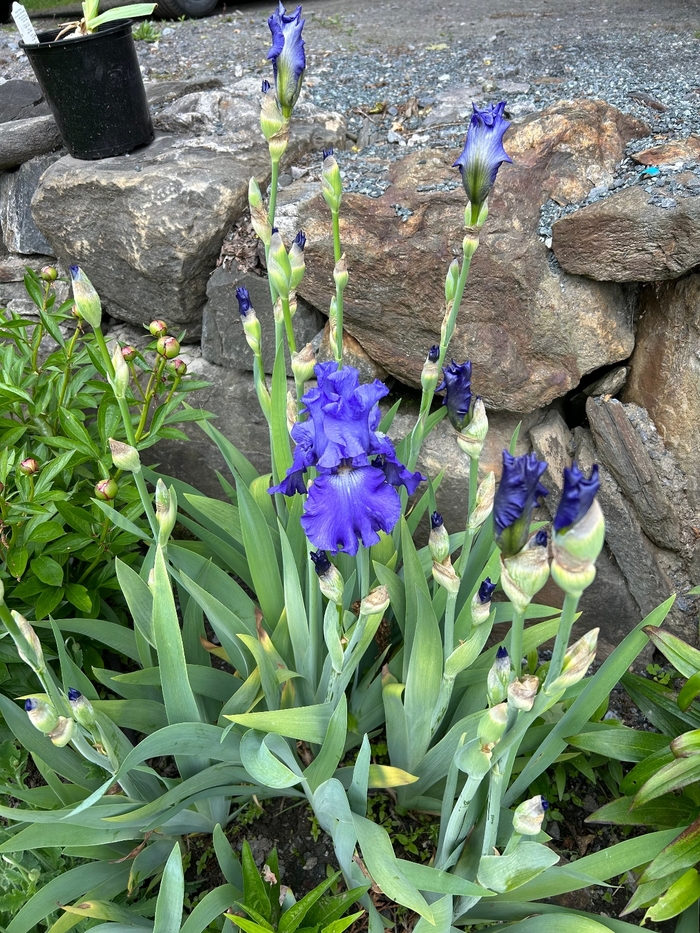 Ninz True Blue Bearded Iris - Iris Germanica from EC Browns Nursery