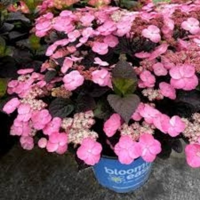 Pink Dynamo Mountain Hydrangea - Hydrangea x 'Pink Dynamo' from EC Browns Nursery