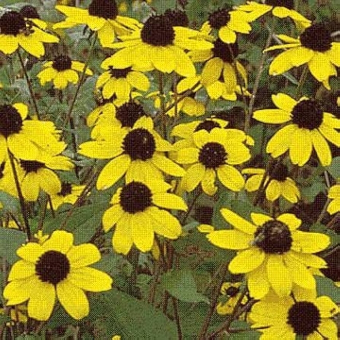 Black-eyed Susan - Rudbeckia triloba from EC Browns Nursery
